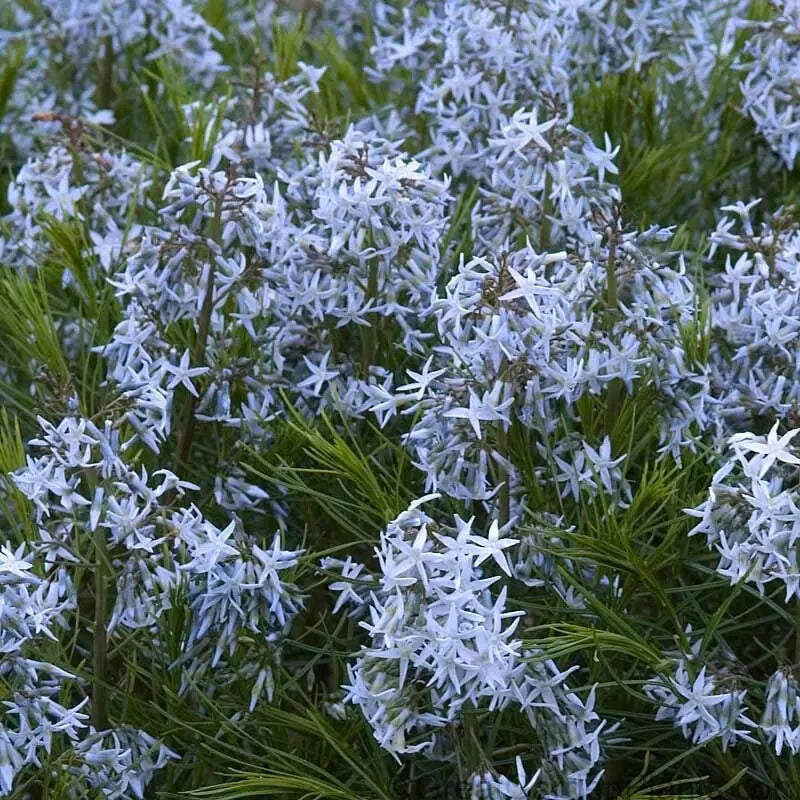 Threadleaf Bluestar Live Plant 4" Pot Amsonia hubrichtii Perennial 6"+ Tall