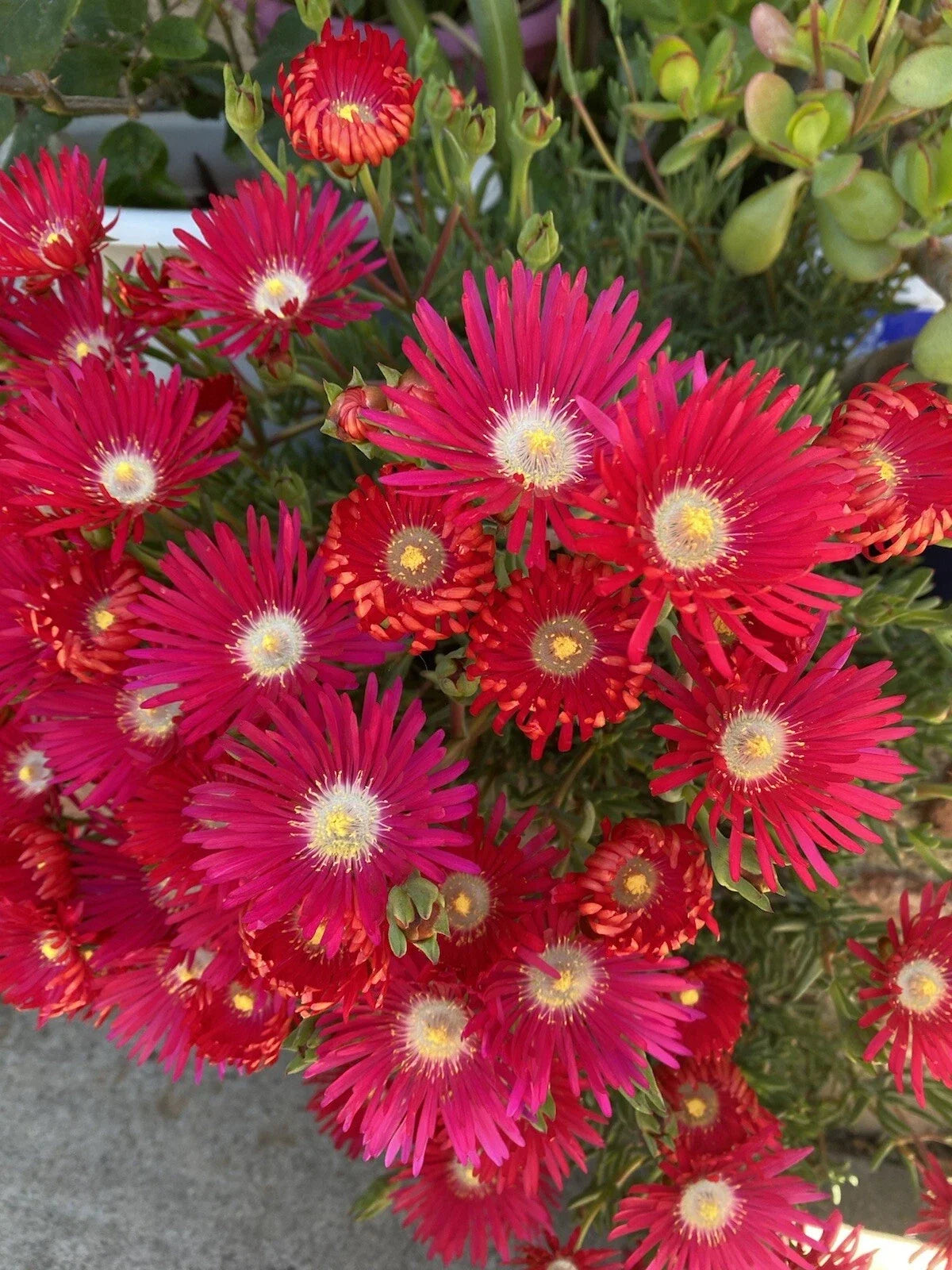 Jewel Of Desert Ruby Ice Plant Cuttings X12 - Fresh Delosperma Cooperi Succulent Garden Plants