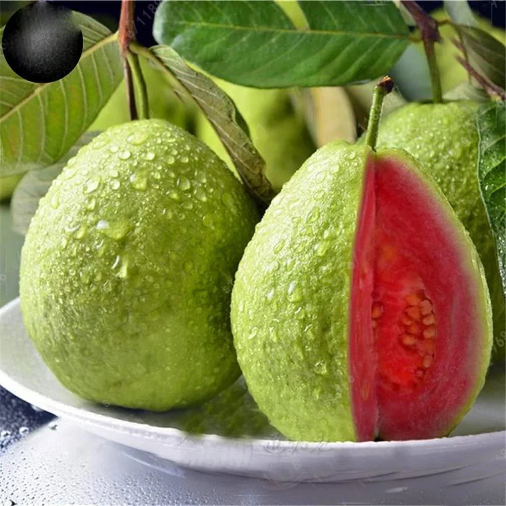 Guava Fruit Tree Seeds - 100 Pack - Tropical Exotic Fruit - Psidium guajava