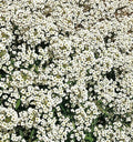 Alyssum Seeds 1500+ Carpet of Snow White Flowers Annual for Garden Bees