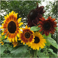 Autumn Beauty Sunflower Seeds - 25+ Non-GMO Organic Seeds - Helianthus annuus - Fresh Gardening Supplies
