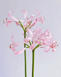 Magic Lily Bulb 1pc - Surprise Lily Oriental Lily Vanishing Lily Perennial Lily