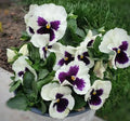 Pansy Flower Seeds - 50 Count - Silverbride Cold Hardy Variety - Viola x wittrockiana