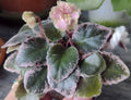 Mini African Violet Unrooted Leaves 2-Pack NL-KNYAGINYA Ol’ga - Fresh Cut Plant Cuttings for Propagation