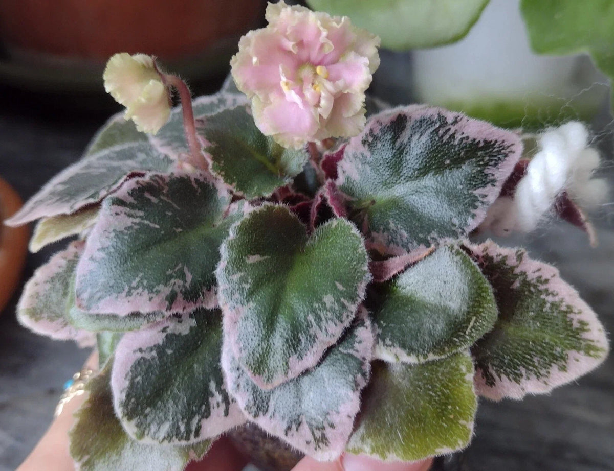 Mini African Violet Unrooted Leaves 2-Pack NL-KNYAGINYA Ol’ga - Fresh Cut Plant Cuttings for Propagation