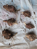 Red Organic Jerusalem Artichoke Tubers for Planting - 6 Small/Medium Helianthus tuberosus