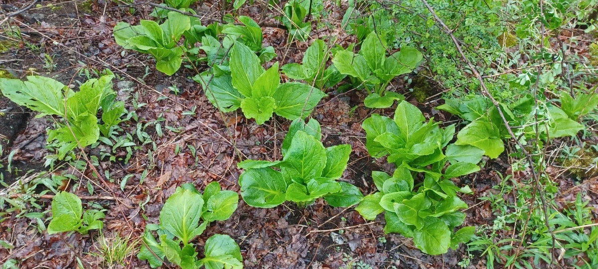Bareroot Live Plant - Skunk Cabbage (Symplocarpus foetidus) - Freshly Picked Root Bulb