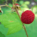 Thimbleberry Raspberry Plant - Thornless Starter Plant for Zones 3-8 - Rubus parviflorus