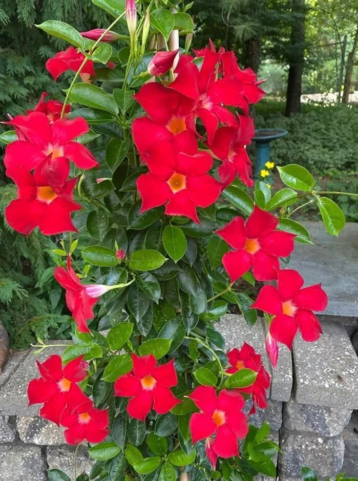 Red Mandevilla Plant Live 10-20" Tall No Pot Dipladenia Splendens Garden Vine