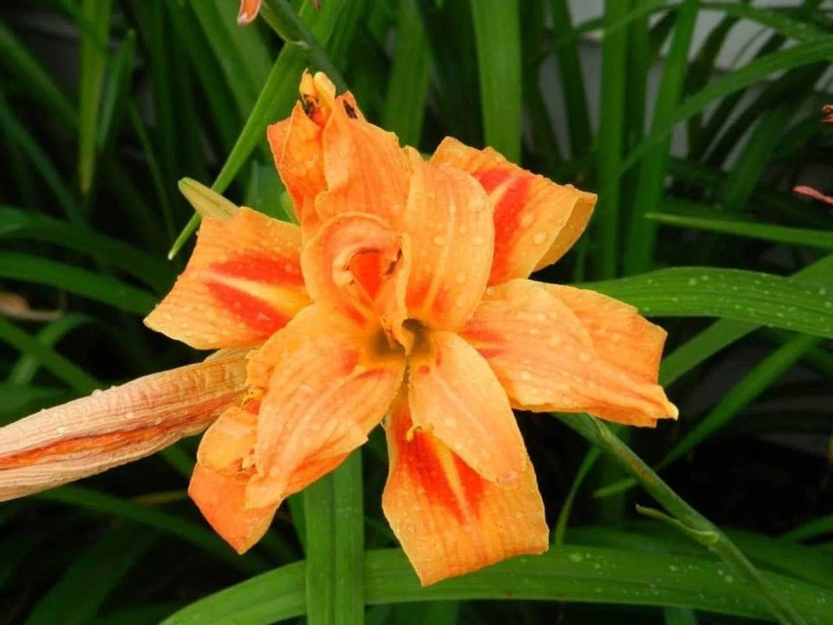 Double Kwanso Day Lily Lot of 2 | Perennial Live Flower Starter Plant | Hemerocallis fulva