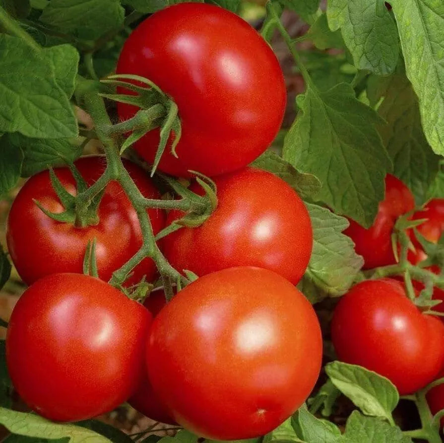 Bonny Best Tomato Seeds 50+ Indeterminate Garden Vegetables, Lycopersicon esculentum, Ideal for Sauces