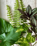 12 Rooted House Plant Cuttings - Pothos, Wandering Jew, Arrowhead, Ferns - Perfect for Indoor Gardening
