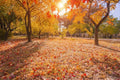 50 Sugar Maple Seeds - Vibrant Yellow Fall Leaves - Acer Saccharum - Ideal for Gardening and Landscaping