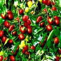 Jujube Fruit Tree Seeds - 10 Pack Red Chinese Date, Indian Plum (Ziziphus jujuba) - Fast Growing, Hardy Superfruit