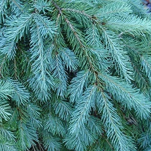 Blue Douglas Fir Seeds, 20 Pack, Evergreen Tree Seeds, Pseudotsuga menziesii