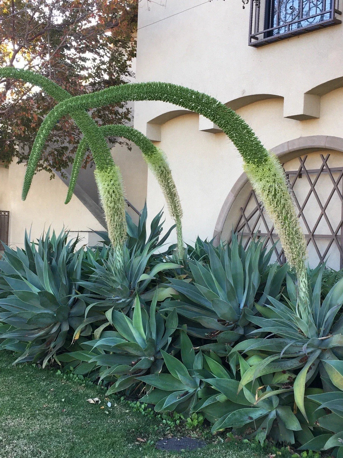 Agave Attenuata Fox Tail Succulent Plant 6"-8" Tropical Drought Tolerant Cactus