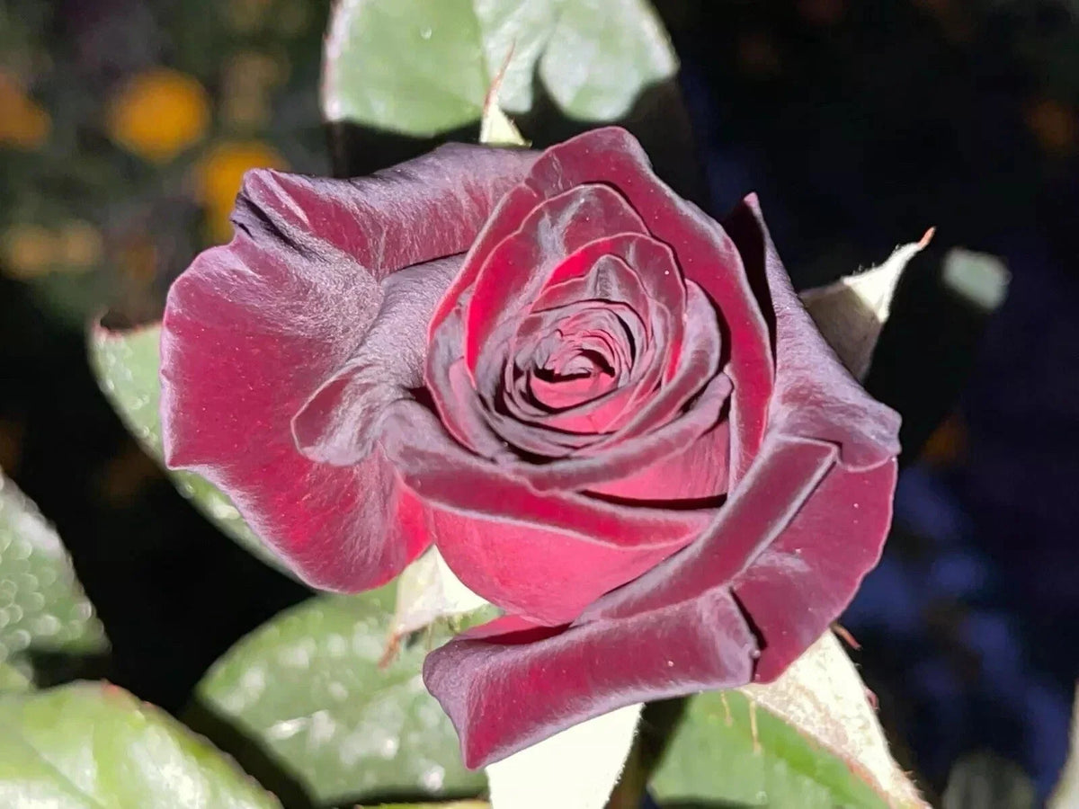 Black Baccara Rose Cuttings - 5 Stems for Planting - Deep Red Flowers - Rosa 'Black Baccara' - USA Grown