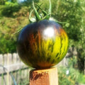 Green Zebra Tomato Seeds - 10+ Heirloom, Non-GMO, Organic - Fresh Seeds for Home Gardening