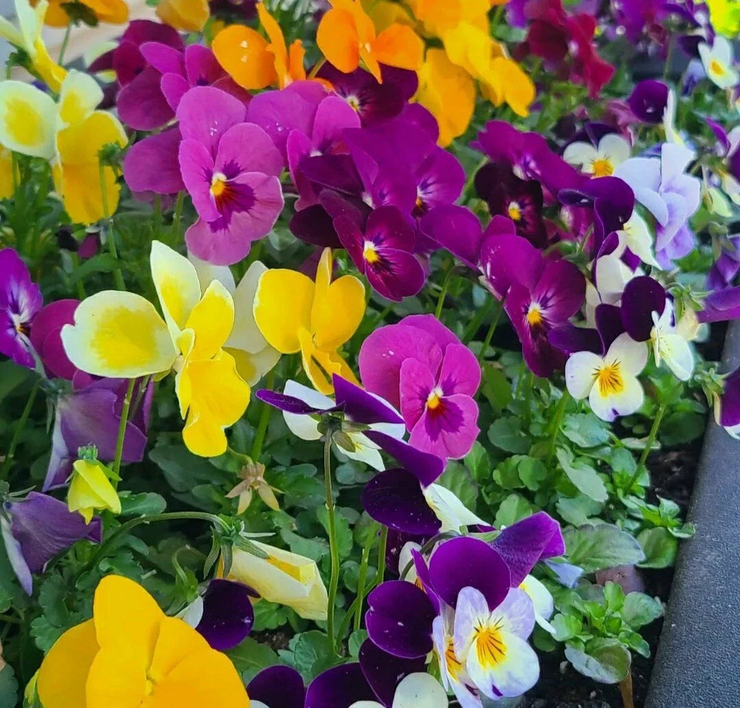 Pansy Seeds Mix - 50 Count, Colorful Viola Flower Seeds for Garden Planting, Easy to Grow Annuals