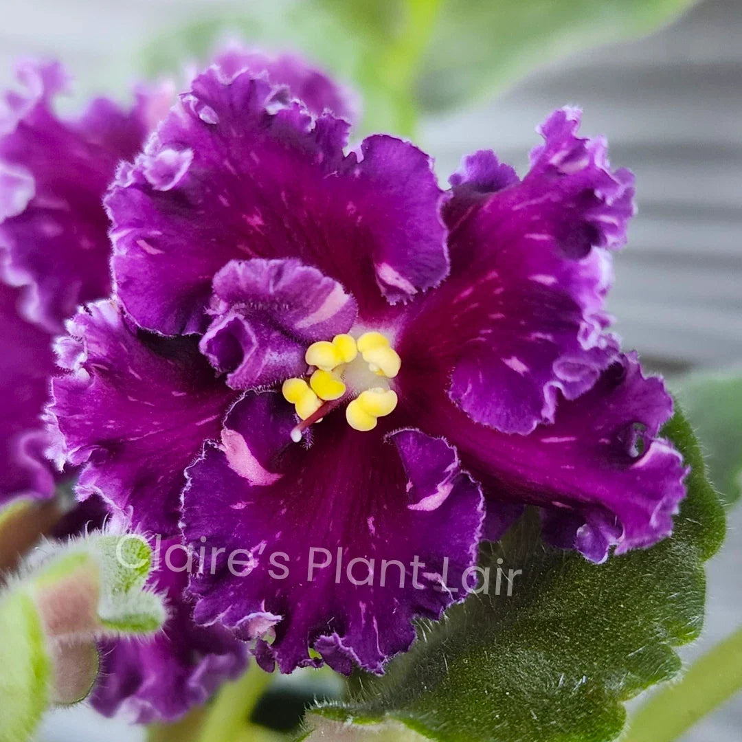 African Violet Leaf - Standard - Red Diamond (??-??????? ?????????) - Saintpaulia