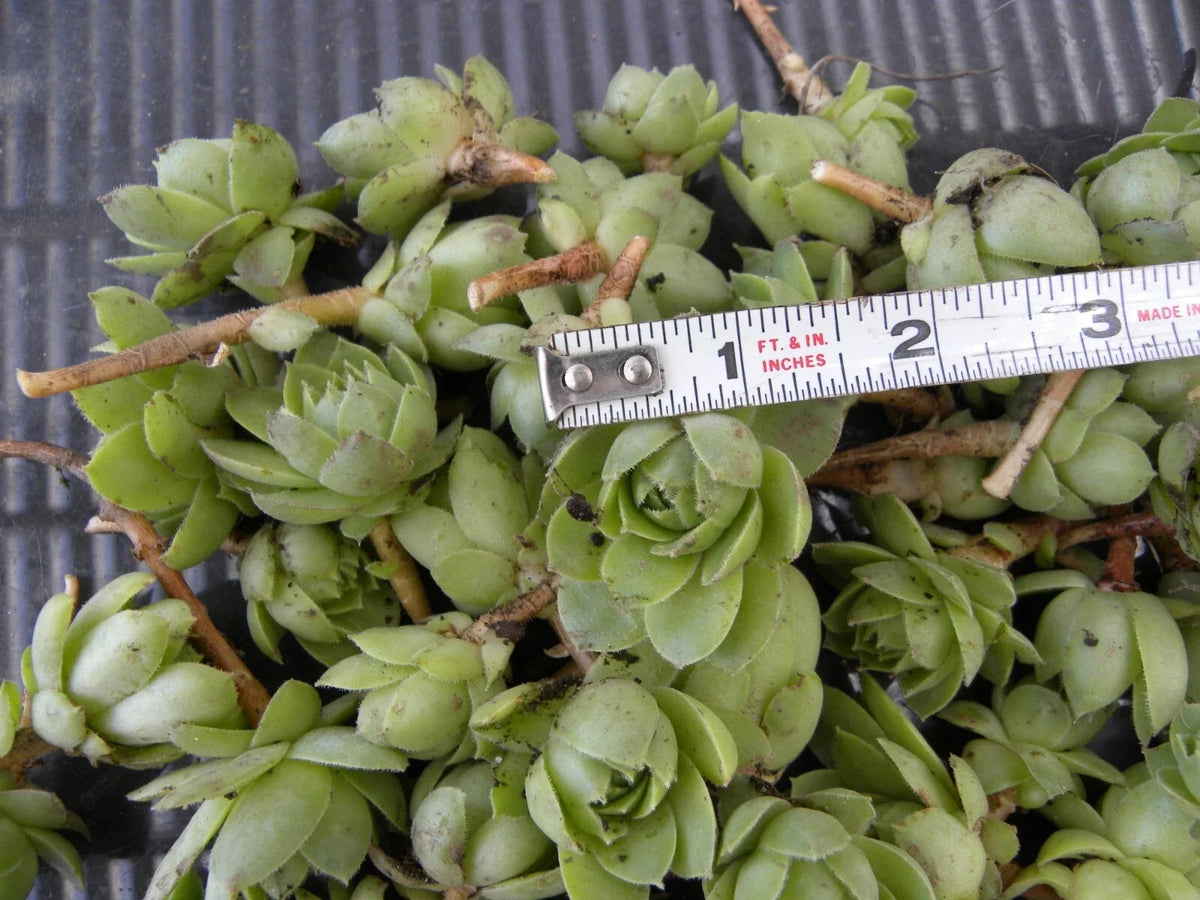 Sempervivum Chicks - 50 Unrooted Succulent Starter Rosettes (Hens & Chicks) Ground Cover