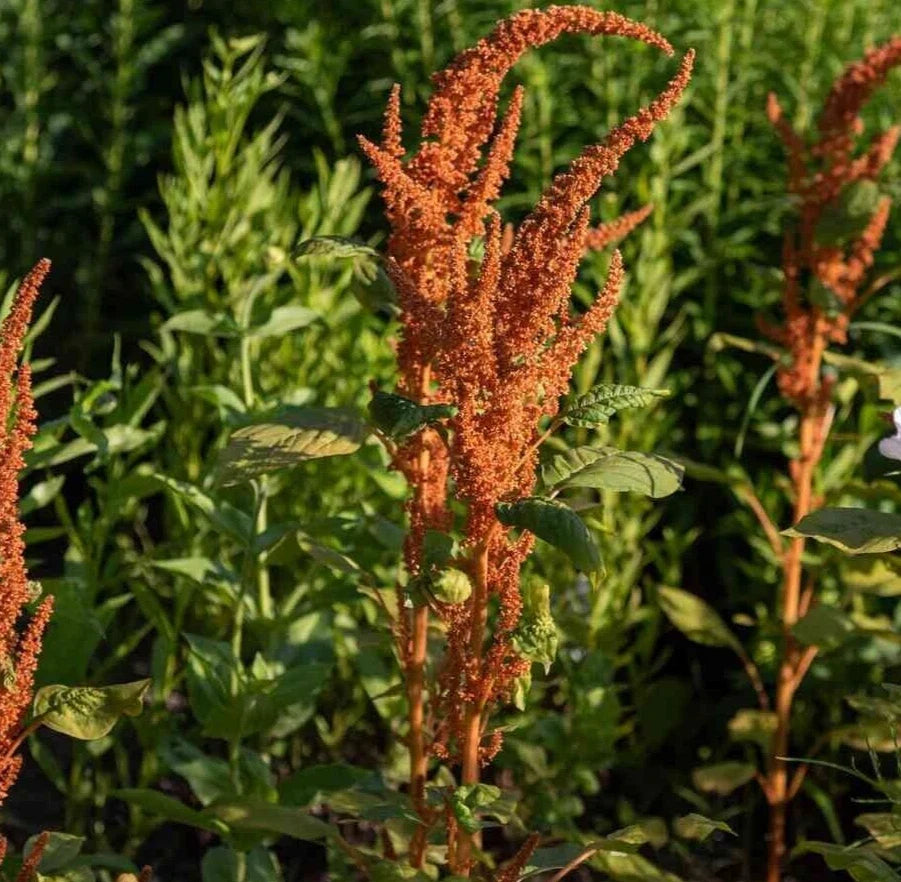 Amaranthus Seeds - Hot Biscuits Mix - 25 Organic Seeds - Edible Ornamental Plant - Non-GMO Amaranthus cruentus