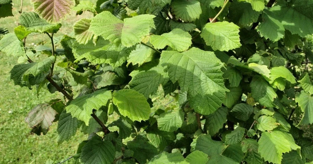 American Hazelnut Tree Plants 12-18" Live Bareroot Set of 2 Corylus americana