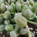 String of Watermelon Succulent Plant - Senecio herreianus Cactus - Live Indoor Houseplant - Easy Care Greenery