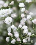 Gypsophila 'Double Snowflake' Seeds - 35 Pack - Baby's Breath Flower Seeds - Elegant White Blooms for Garden or Floral Arrangements