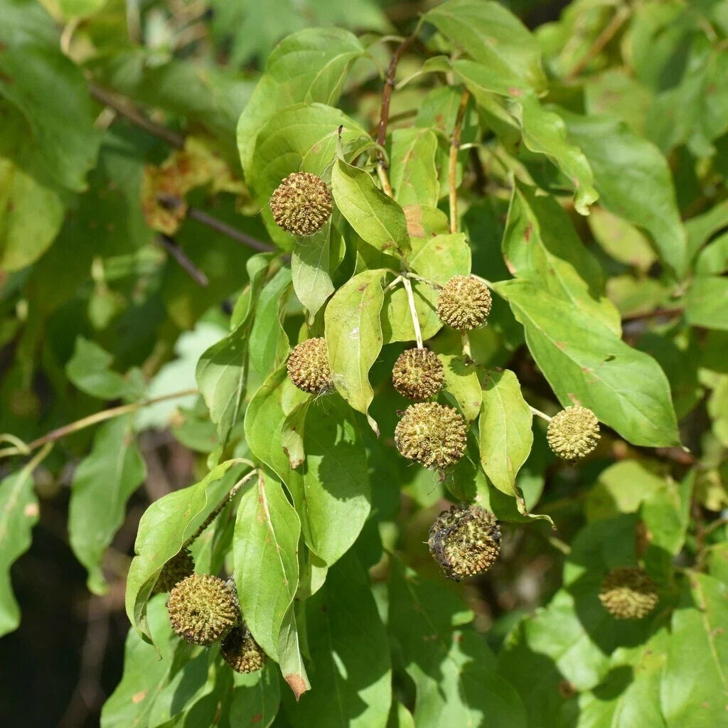 Buttonbush Seeds 100+ Count | NON-GMO | Cephalanthus occidentalis | Native Wetland Plant Seeds