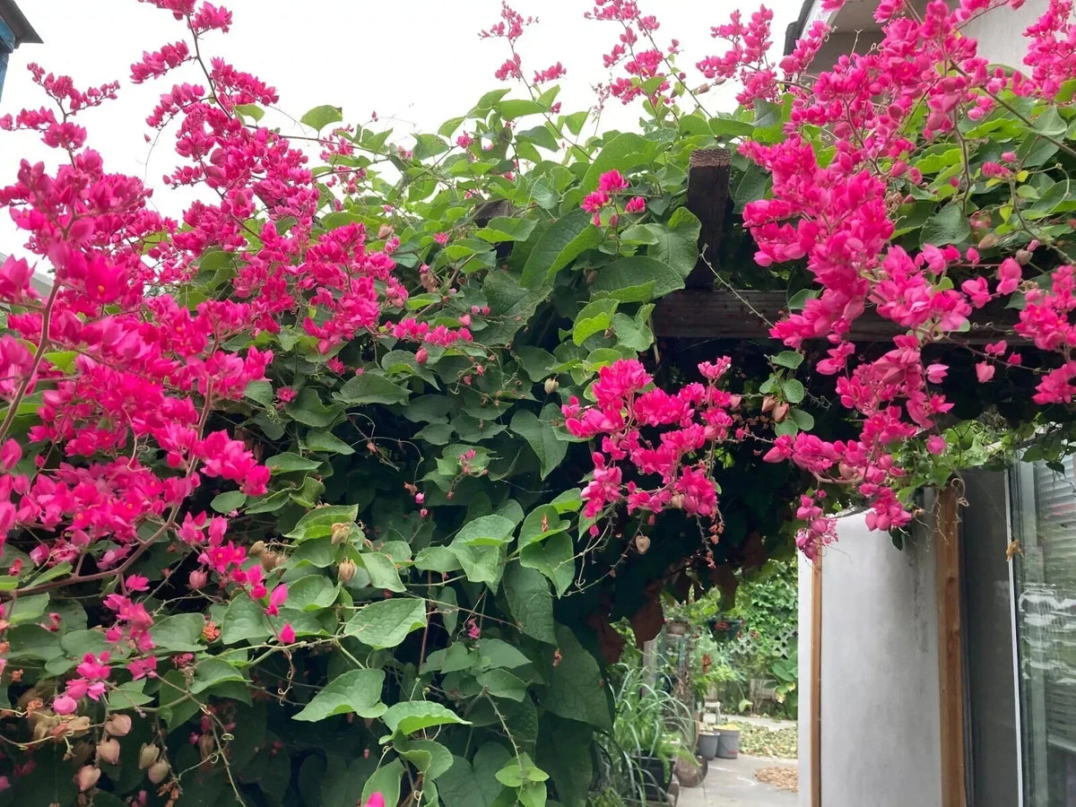 Coral Vine Seeds - Pink Flower Mexican Creeper (Antigonon leptopus) - Chain of Love Plant for Garden or Landscape