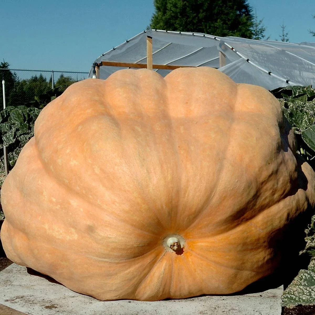 Dill's Atlantic Giant Pumpkin Seeds - 20 Heirloom, Non-GMO, World Record Variety - Perfect for Gardening and Competitions