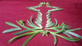 50 Assorted Succulent Leaf Cuttings for Propagation, Some with Roots, Ideal for Gardening, DIY Plant Projects