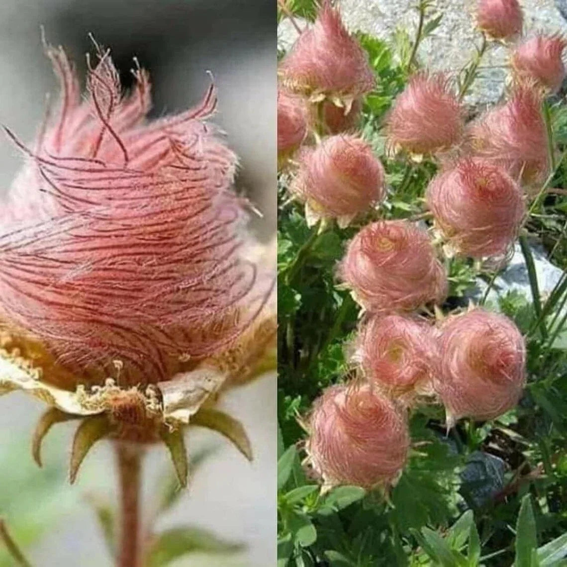 Geum Prairie Smoke Seeds - Cherry Drop - Deer Resistant Perennial Flower Seeds - 55+ Seeds