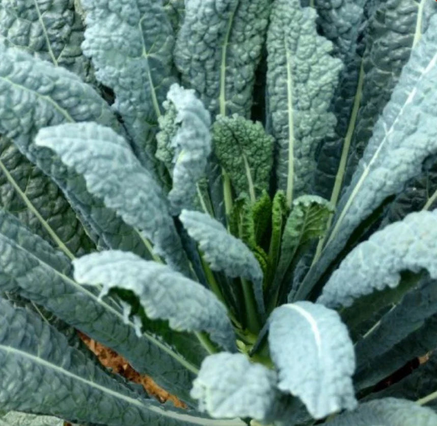 Lacinato Kale Seeds, 2000 Count, Italian Dinosaur Kale, NON-GMO, Brassica oleracea var. sabellica