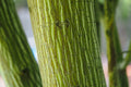 Snake Bark Maple Tree Seeds - 30 Seeds - Acer capillipes - Ideal for Planting and Landscaping
