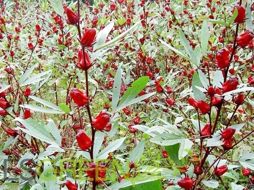 Jamaican Sorrel Seeds - 10 Pack - Florida Cranberry, Indian Roselle, Hibiscus (Hibiscus sabdariffa)