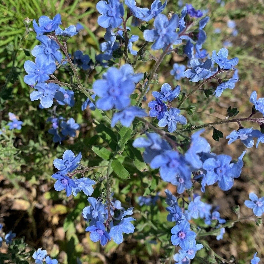 Chinese Forget-Me-Not Seeds - 2000+ Seeds - Cynoglossum Amabile - Beautiful Blue Flowers for Gardens and Landscaping