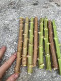 Yuca Cassava Cuttings 8-12” Organic Manihot Esculenta Live Stem Cuttings, Florida Grown