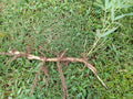 Moso Bamboo Roots - 6pc Live Hardy Bamboo Rhizomes - Phyllostachys edulis - Fast Growing Privacy Plant