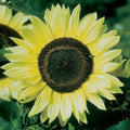 Lemon Queen Sunflower Seeds - 100 Count - Helianthus annuus - Ideal for Planting and Garden Displays