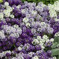 Sweet Alyssum Flower Seeds - 100 Count Color Mix - Lobularia maritima Seed Pack