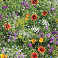 Beneficial Bug Wildflower Seed Mixture - 0.25 Lb. Packet - Native Pollinator Plants - Eco-Friendly Garden Seeds