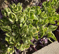 5 Cuttings Crassula Ovata Variegated Jade Lemon Lime Tri-Color Succulent Plant