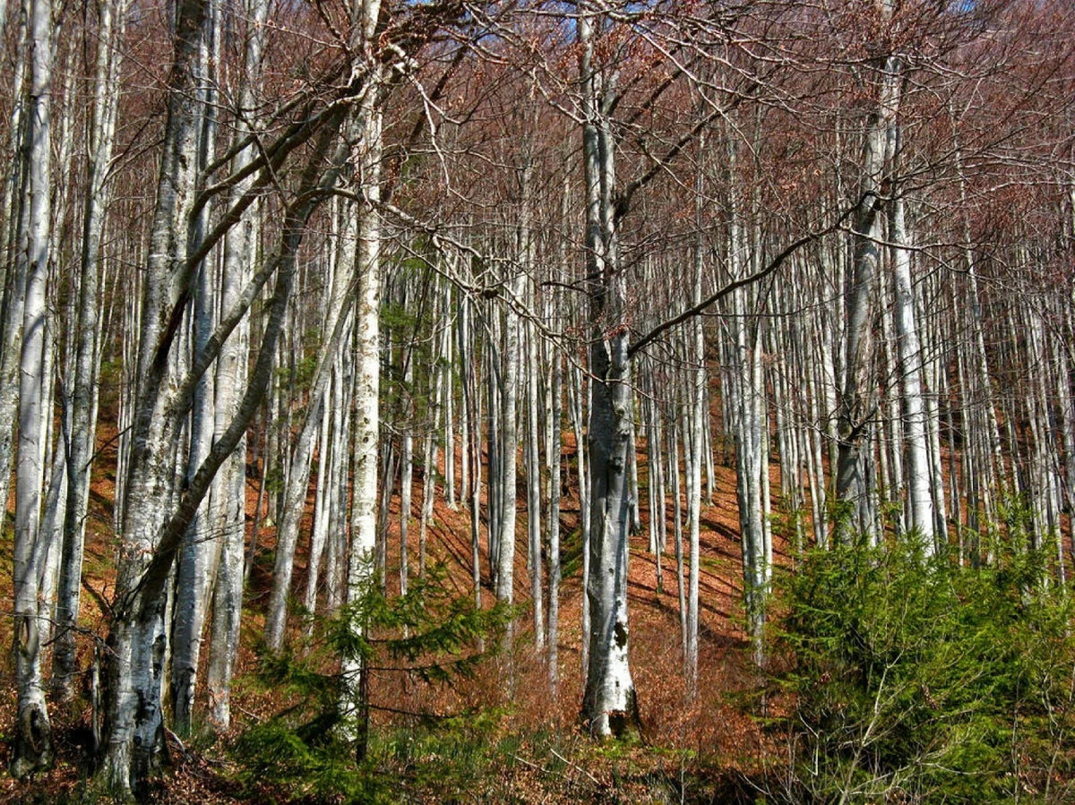 Silver Birch Seeds - Fast Growing Betula pendula - 100+ High-Quality Seeds for Planting, Free Shipping