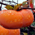 Japanese Persimmon Tree Seeds - 10 Pack - Diospyros Kaki - Hardy Fruit Plant for Asia Garden