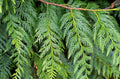 Western Red Cedar Seedling Thuja plicata – 9–12 Inches, Bare Root