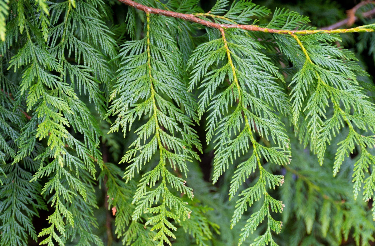 Western Red Cedar Seedling Thuja plicata – 9–12 Inches, Bare Root