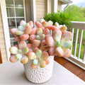 Rare Succulent 3" Bare Root - Easy-Care Echeveria & Indoor Succulents