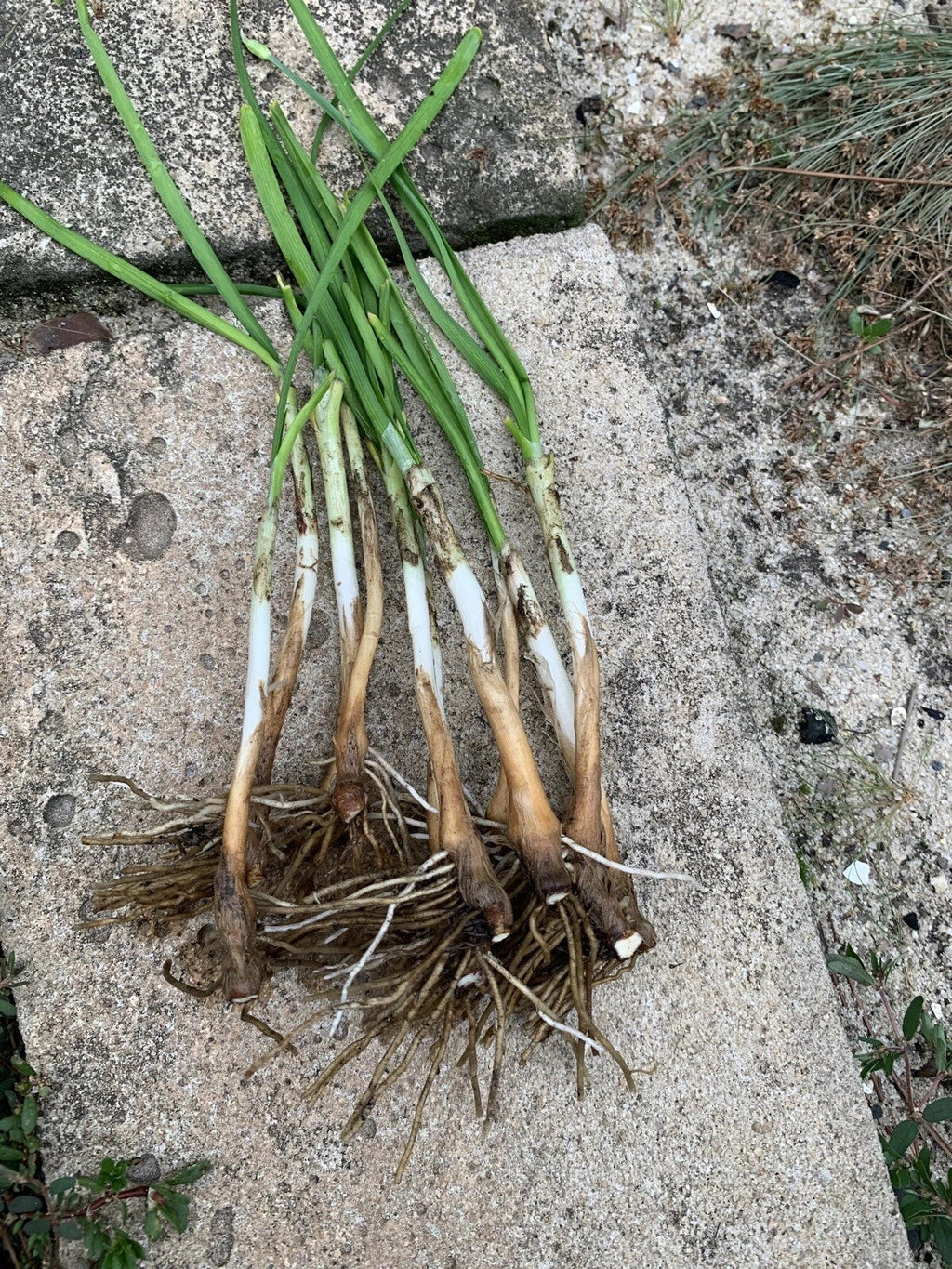 Garlic Chives 50 Live Bare Root Plants - Allium tuberosum, Non-GMO, Perennial Herb